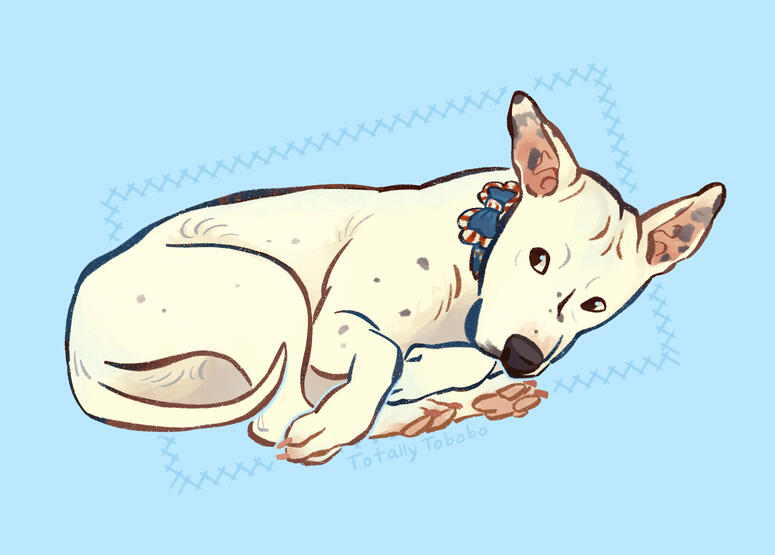 large dog
