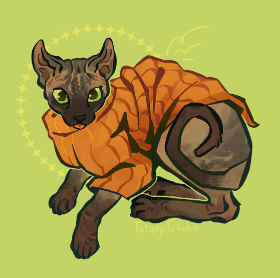 hairless cat