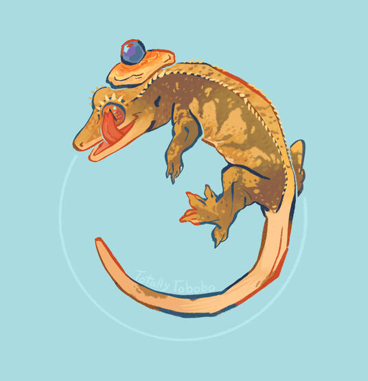 crested gecko